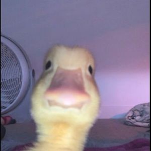 Meet your Posher, Kailey